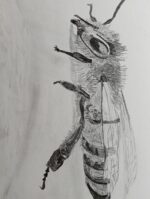 Transylvanian Wild Bee - Image 2