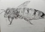 The Queen Bee