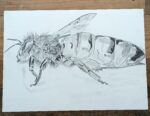 The Queen Bee - Image 2