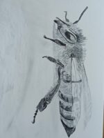 Transylvanian Wild Bee