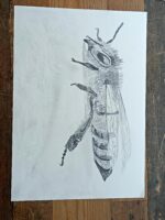 Transylvanian Wild Bee - Image 3