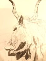 Grey of the Plains